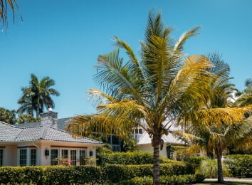 florida home with palm trees out front